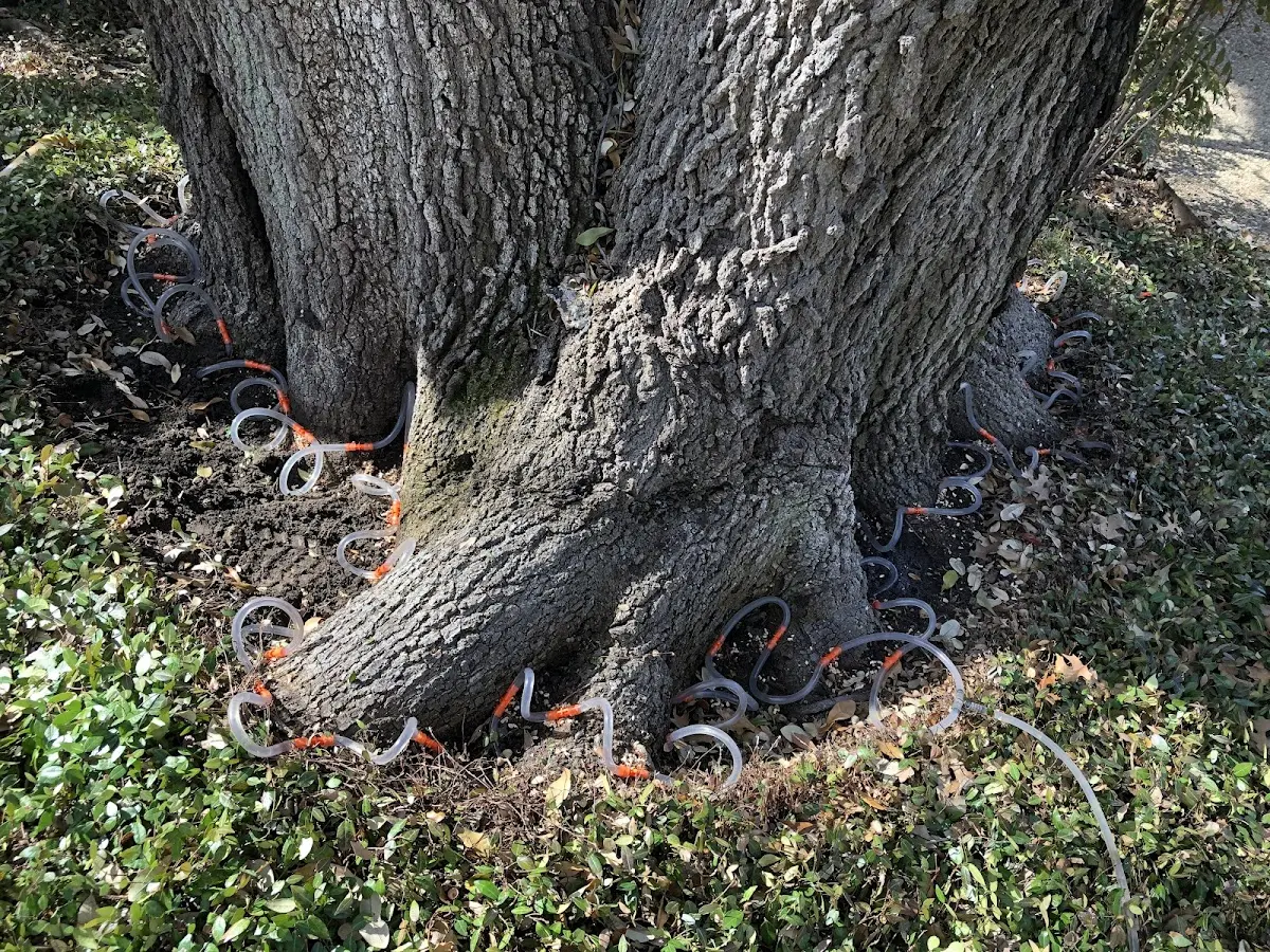 Detailed Tree Cabling and Bracing job site in Montross