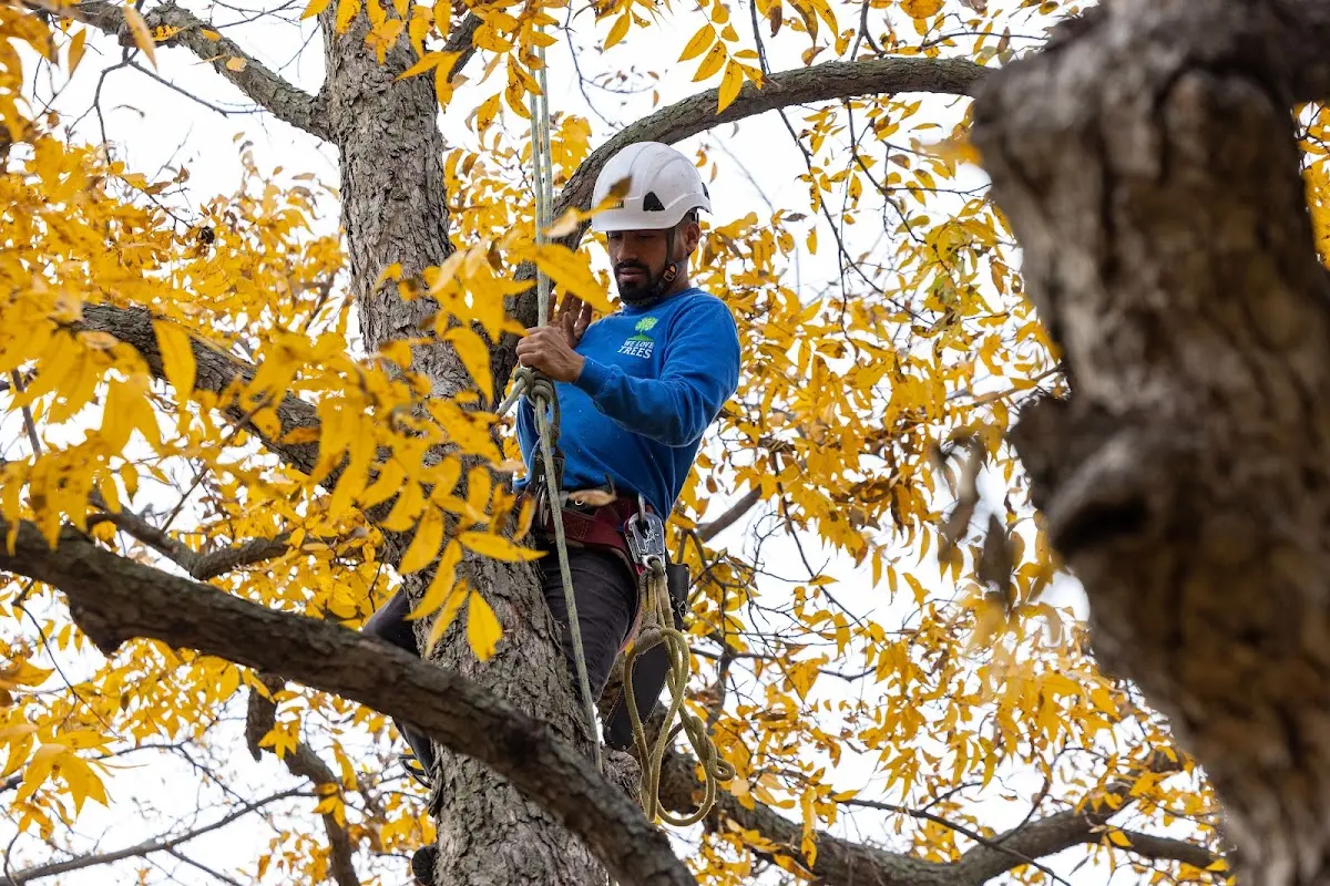 Skilled Storm Damage Cleanup crew working in Montross
